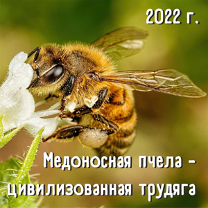 Медоносная пчела – цивилизованная трудяга
